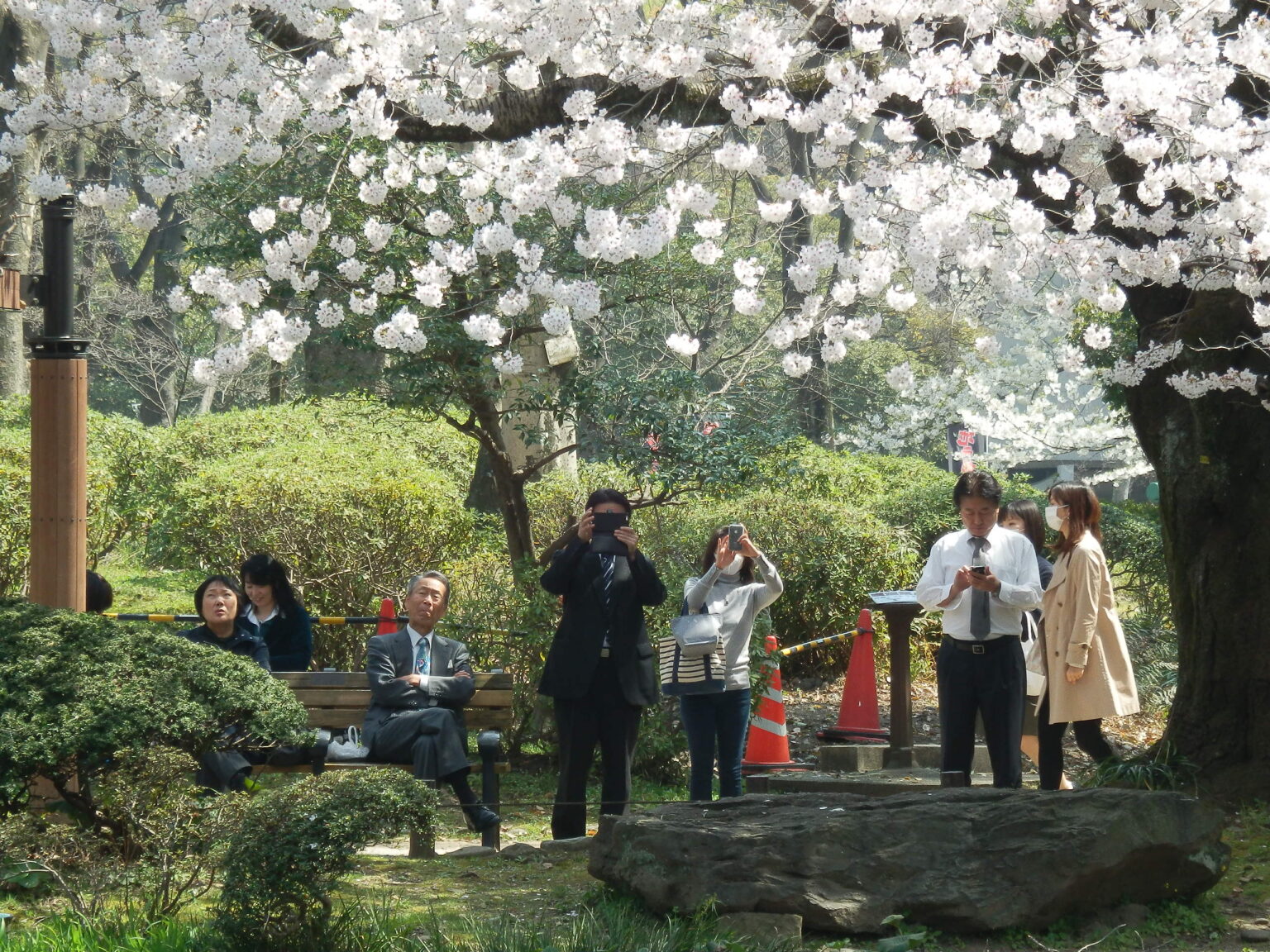 Als würden sie zum ersten Mal in ihrem Leben Kirschblüten sehen - Japaner lieben die Sakura-Saison © Sonja Blaschke