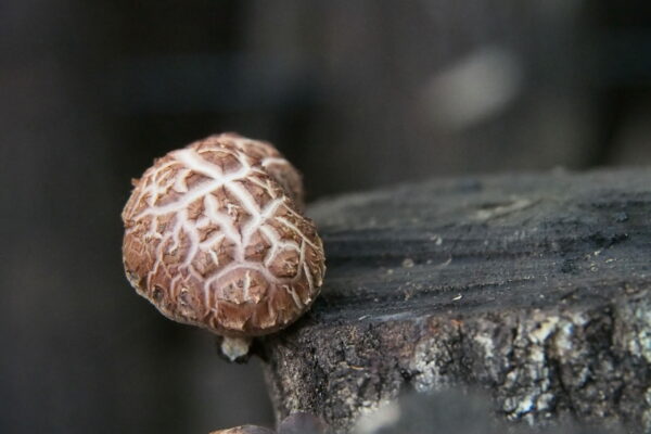 Shiitake-Pilze aus Oita. © Sonja Blaschke
