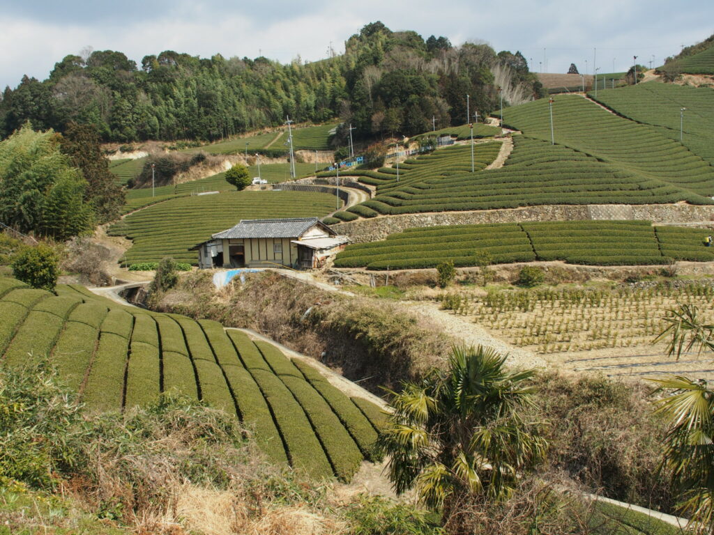 Teefelder prägen die Region Uji, die als die Wiege des Grüntees in Japan gilt © Sonja Blaschke