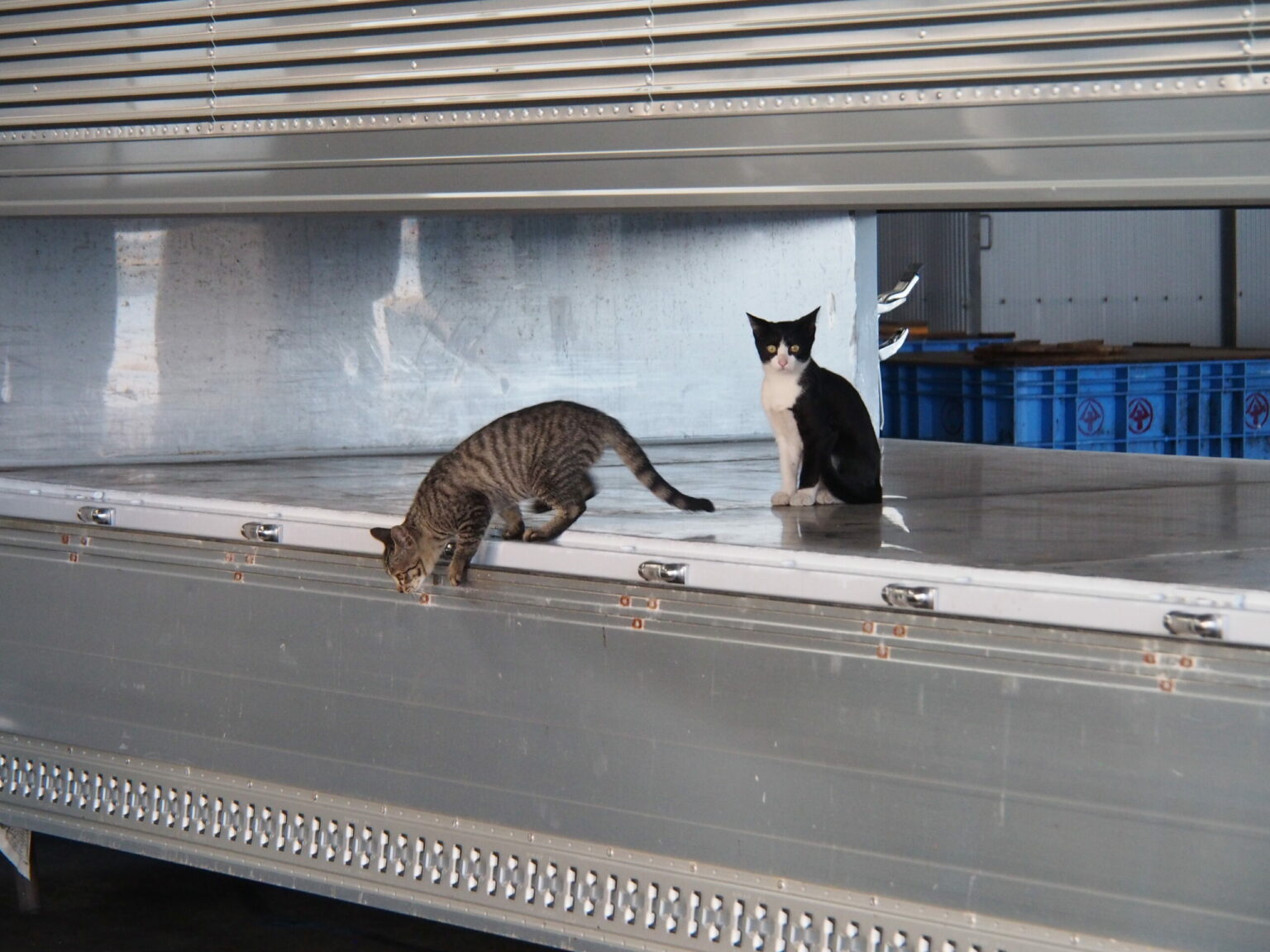 Verspielte Katzen am Fischmarkt. © Sonja Blaschke