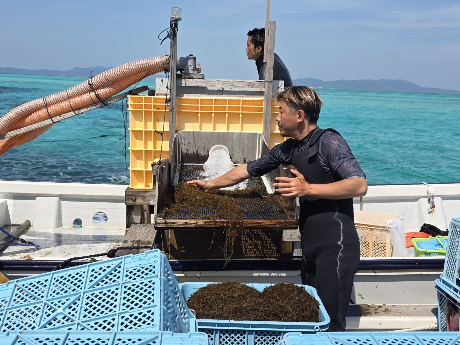 Mozuku – eine Spezialität von Okinawa – wird vor Kumejima ins Boot gesaugt © Sonja Blaschke | Mozuku - eine Spezialität von Okinawa - wird vor Kumejima ins Boot gesaugt © Sonja Blaschke Mozuku – eine Spezialität von Okinawa – wird vor Kumejima ins Boot gesaugt © Sonja Blaschke | Mozuku - eine Spezialität von Okinawa - wird vor Kumejima ins Boot gesaugt © Sonja Blaschke